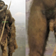 Illustration for article titled Heres Every Single Penis in the American Museum of Natural History